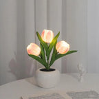 🌷Tulp Glow🌷